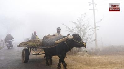 Cold wave grips Punjab, dense fog engulfs many areas today