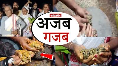  Wedding of frogs, with traditional customs news in hindi
