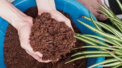 How to Make cocopeat at home news in hindi