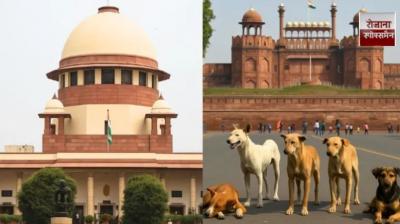 Supreme Court takes tough stand on stray dog ​​issue, verdict to be delivered on November 7 news in hindi