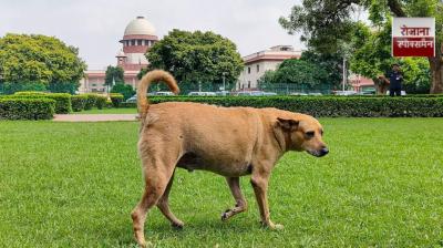 Supreme Court orders removal of stray dogs and cattle from public places news in hindi