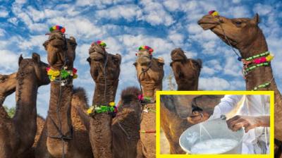 Camel milk has many nutrients, know the benefits of drinking it news in hindi