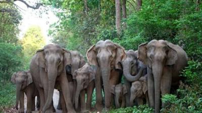  Wild elephants rampage, one person crushed to death news in hindi