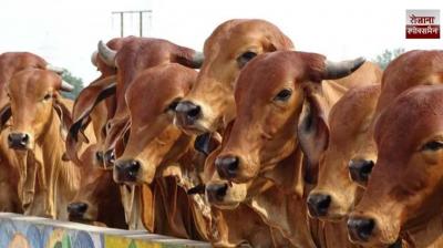 Uttarakhand govt to provide up to Rs 12,000 per month for sheltering stray cattle