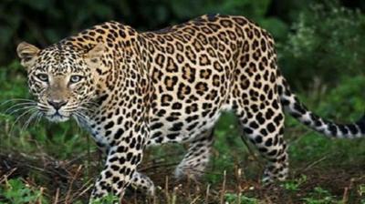 सांकेतिक फोटो