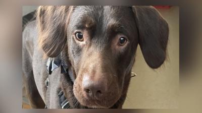 The dog also became an alcoholic along with the owner