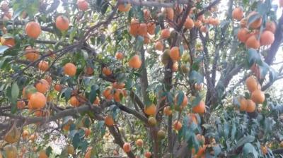 Punjab Kinnow prices