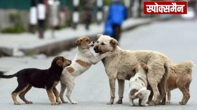 Stray dogs in Shimla will now have to wear collars with QR and GPS news in hindi