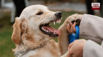 Pay Rs 1-lakh relief to dog bite victim, Chandigarh court directs owners