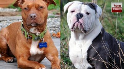 Chandigarh tightens rules on pet dogs news in hindi 